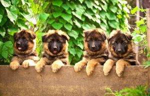 puppies in a row