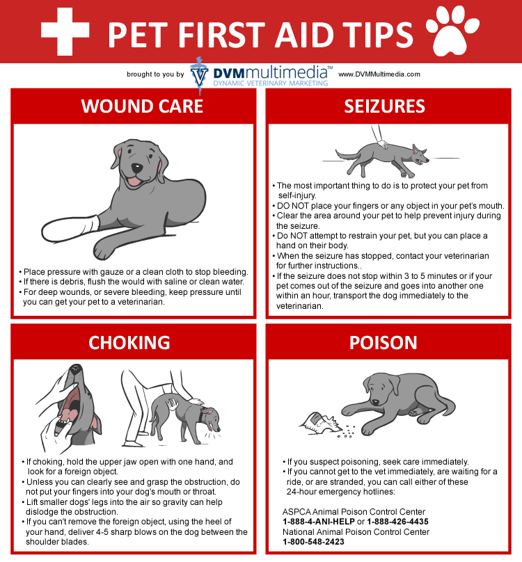 First Aid - Cypress Animal Hospital
