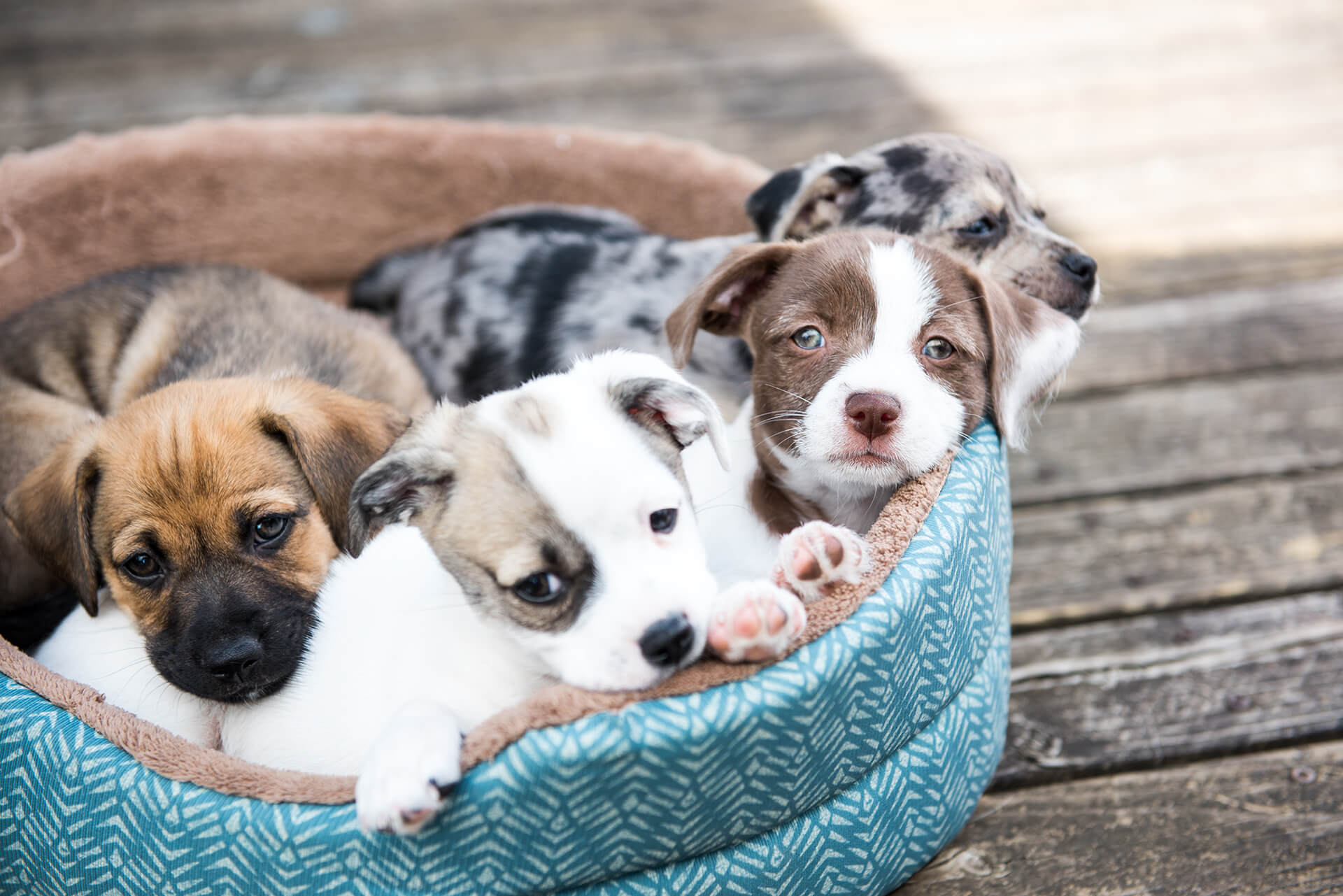 Veterinarian and Animal Hospital in Covina, CA